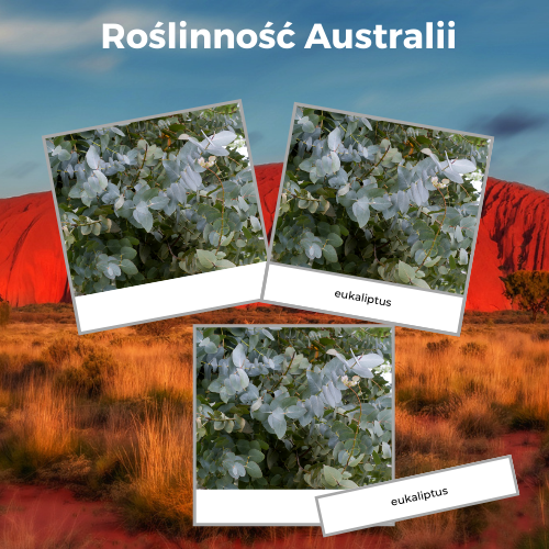 roślinność Australii karty trójdzielne