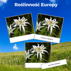 roślinność Europy karty trójdzielne