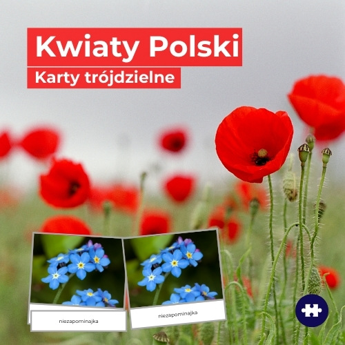 kwiaty Polski różne gatunki łąkowe i ogrodowe