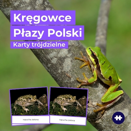 płazy występujące w Polsce - zdjęcia