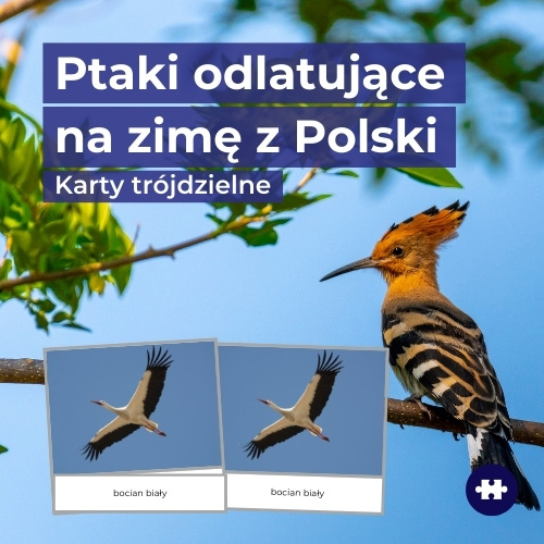 ptaki odlatujące do ciepłych krajów z Polski