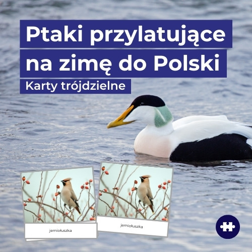 ptaki migrujące do Polski na zimę