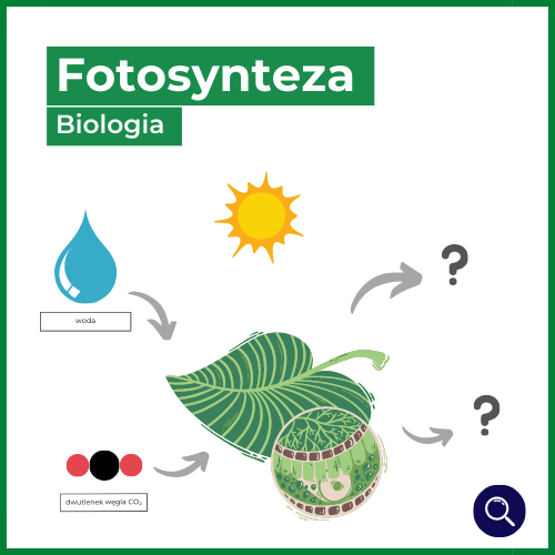 fotosynteza - wzór - biologia
