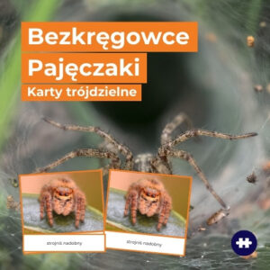 pajęczaki - przyroda i biologia