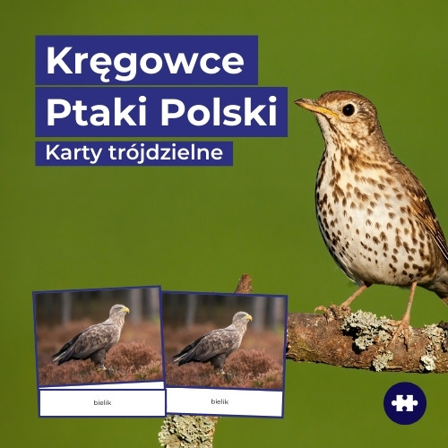 Popularne gatunki ptaków w Polsce