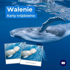 walenie - wieloryby - karty Montessori