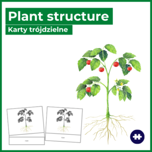 plant structure angielski